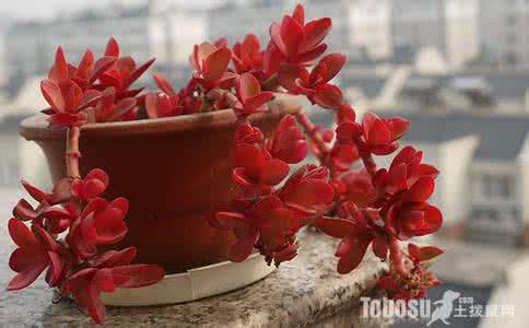 火祭怎么繁殖 怎样把火祭养红 火祭怎么繁殖