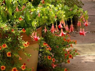 罪犯改造 罪犯教育改造误区 这些养花的误区你犯过吗？