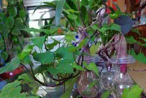 花园果园课文 春天，在家种植一片果园和花园