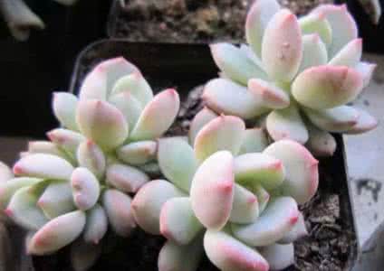 多肉植物夏季养护 多肉植物格林的夏季养护方法