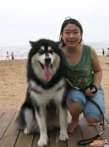 阿拉斯加成犬有多大 阿拉斯加雪橇犬有多大