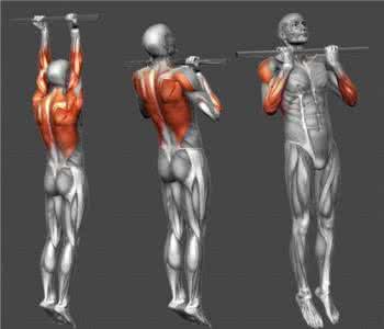 正握引体向上怎么练 正握引体向上