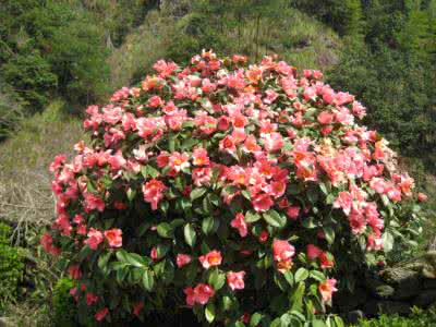 腾冲红花油茶 腾冲红花油茶在园林绿化中的应用