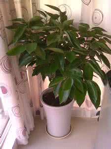 屋内适合养什么植物好 室内适合养什么植物