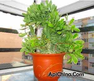 麒麟掌有毒吗 麒麟掌有毒吗 在家种植麒麟掌有毒吗 其养殖方法和注意事项