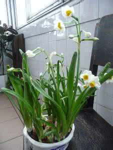 水仙花的养殖方法 水仙花的养殖方法 水仙的介绍与水仙的养殖方法 如何养殖出美丽的水仙