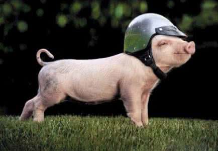 动物沟通七步法 动物沟通七步法16怎样和动物一起搬家 动物搬家