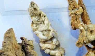 580元一斤300元买多少 你还敢买几十元一斤的三七吗？用假三七泡酒，一个月喝成重度肝损