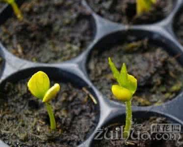 花卉种子发芽 (转载)促进花卉种子快速发芽的方法