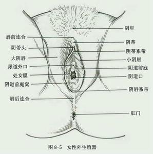 阴茎里面脱皮的原因 什么原因会造成阴茎脱皮现象呢