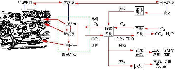 细胞的物质代谢 一、体内细胞的物质代谢