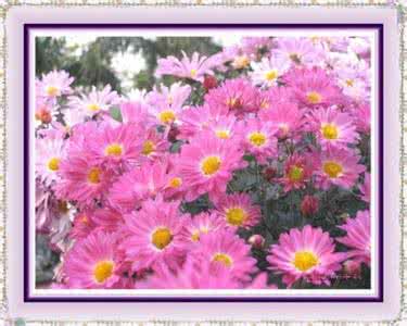 小甘菊护手霜 霜菊话重阳