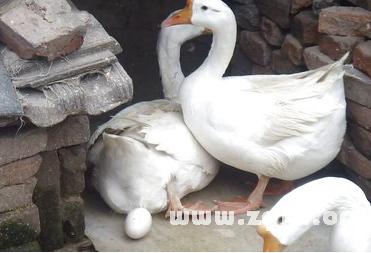 下蛋后的母鹅肛门图片 鹅不下蛋的原因?