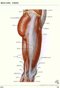 医学影像解剖图谱 人体结构医学解剖图谱 YS
