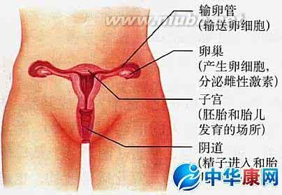 怎么把阴部保养成粉色 女性阴部应该怎么保养？