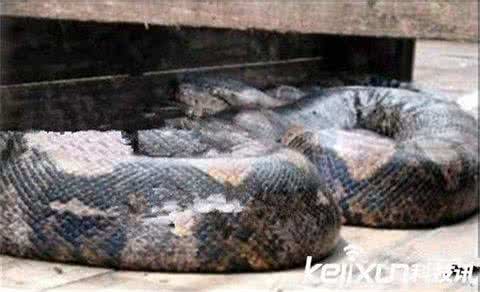 红海地理位置 红海最大的蛇 世界上最大的海是什么?红海的地理位置