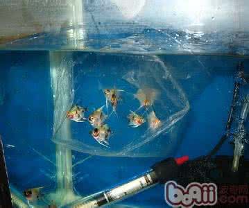 实用知识小百科 养鱼知识 实用养鱼百科