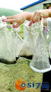 天气热了,捉了一袋蚊子,造福于大家讲解捉蚊大法! 组图