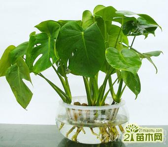 水培植物根部长白毛 水培植物种植的，根部入水的深度！