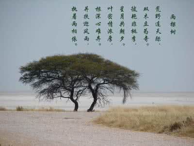 两棵树的守望读后感 两棵树的守望
