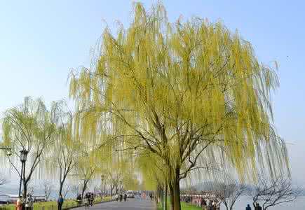 梦见柳树 柳树 梦见柳树_柳树