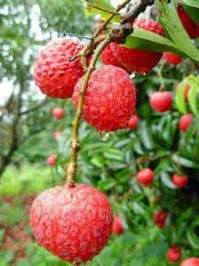 荔枝食用方法 如何正确食用荔枝