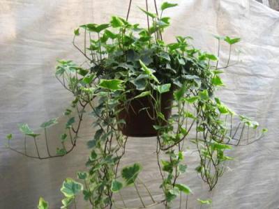 净化室内空气最好植物 可以净化室内空气的植物