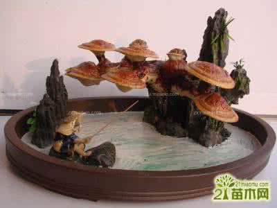 灵芝盆景制作方法视频 【灵芝盆景】灵芝盆景制作方法,灵芝盆景图片
