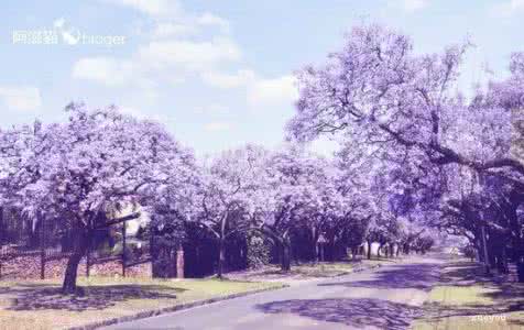 彼岸花伤感唯美句子 唯美伤感：花无百日开，终有一朝枯，花开又花谢，总有一夕别。