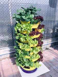 傻瓜式园林设计软件 园林:阳台、花园种瓜又种菜家园农场有趣、好看又好吃