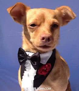 时尚婚礼装扮 在婚礼上如何装扮你的狗狗