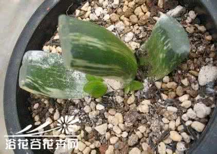 多肉植物玉扇 浅谈多肉植物种植经验之玉扇的种植、繁殖