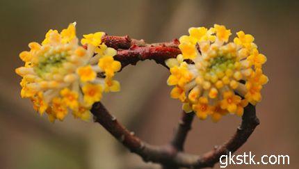 养殖合作 结香养殖方法 结香传说