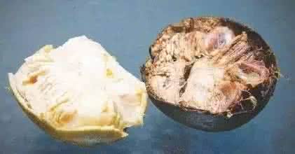 糖尿病患者吸烟 这种果子泡的水，居然是糖尿病患者的饮料，吸烟者的清肺品