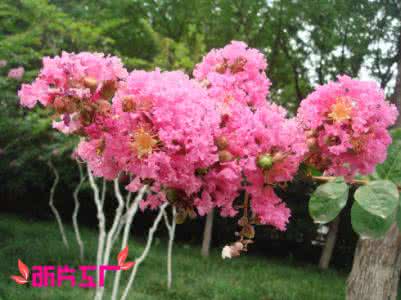 美丽的花树 念起,美若花树