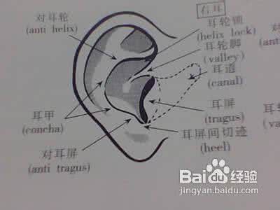 针灸戒酒 怎样用针灸戒酒  专家教你耳针穴位刺激法