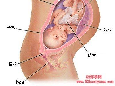 怀孕八个月女胎儿图片 怀孕八个月的男胎儿图