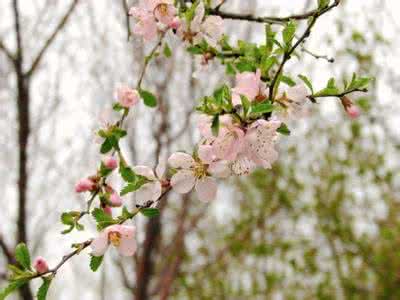 木兰花 玉楼春 玉楼春*花相对