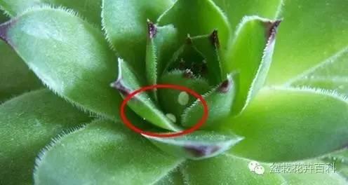 多肉长介壳虫怎么办 多肉长介壳虫怎么办?盆友献计!