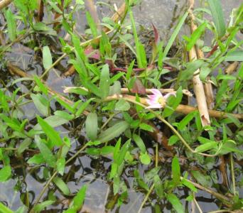 植物中药材花朵类图片 半边莲图片 半边莲(中药材植物名:半边莲)(植物科目:山梗菜科)