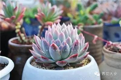 家庭养花大全 【家庭养花】一套图推荐《不必买盆栽！这些才叫生活乐趣！》（人民日报）