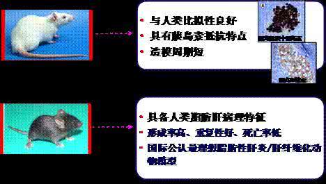 肝病患者症状 脂肪肝病的症状 脂肪肝病的症状 怎样判断是否患有脂肪肝病