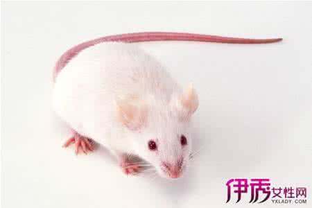 投鼠忌器打一生肖 什么鼠最爱干净打一肖 什么鼠最爱干净?