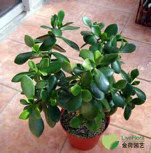 景天树怎么养长的快 景天树 景天树的养护