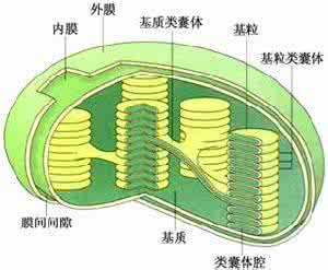 叶绿体和线粒体的区别 叶绿体