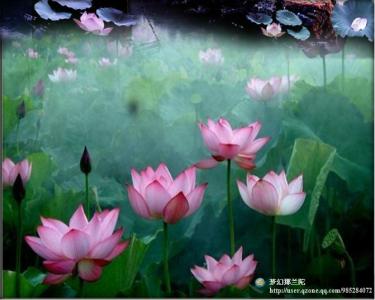 白落梅 《梦若心莲》白落梅