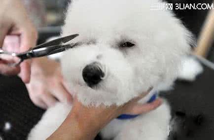 泰迪眼睛周围修剪视频 怎么给狗狗修剪眼睛前面的毛发