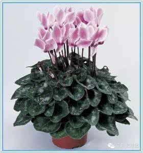 室内常见植物养护要点 30种室内植物养护要点，果断收藏