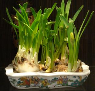 家养绿植 男子吃家养绿植险丧命 呼吸困难