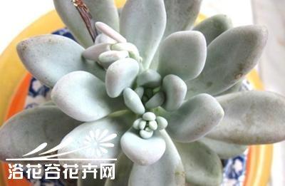 黑美人植物的养护方法 东美人Pachyveria pachyphytoides Walth基本养护